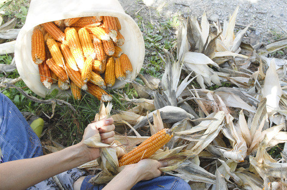 Il raccolto di mais antico 8 file per il gruppo d'acquisto